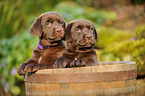 Labrador Retriever Puppies