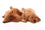 2 Labrador Retriever Puppies