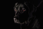 Labrador Retriever Portrait