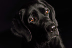 Labrador Retriever Portrait