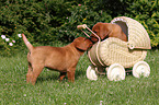 2 Labrador Retriever Puppies