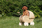 Labrador Retriever Puppy