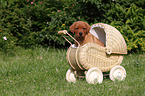 Labrador Retriever Puppy