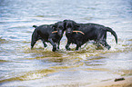 2 Labrador Retriever