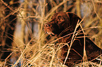 Labrador Retriever Portrait