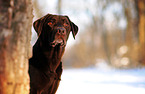 Labrador Retriever Portrait