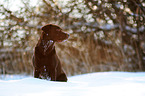 sitting Labrador Retriever