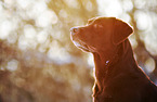 Labrador Retriever Portrait