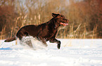 running Labrador Retriever