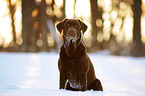 sitting Labrador Retriever