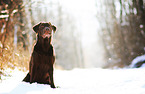 sitting Labrador Retriever