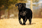 running Labrador Retriever