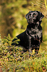 sitting Labrador Retriever
