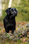 standing Labrador Retriever