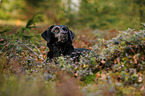 Labrador Retriever Portrait