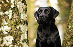 Labrador Retriever Portrait