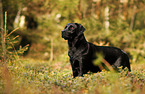 standing Labrador Retriever