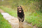 running Labrador Retriever