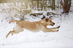 running Labrador