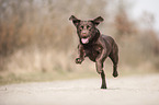 running Labrador Retriever