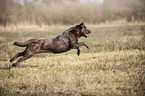 running Labrador Retriever