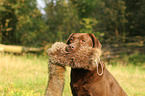 retrieving Labrador Retriever