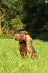 retrieving Labrador Retriever