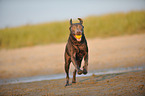 playing Labrador Retriever