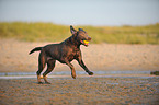 playing Labrador Retriever