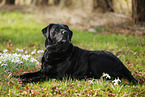 old Labrador Retriever