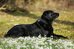 old Labrador Retriever