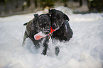 2 Labrador Retriever