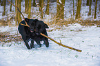 2 Labrador Retriever