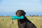 Labrador Retriever Portrait