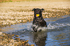 playing Labrador Retriever