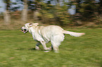 running Labrador Retriever