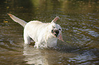 shaking Labrador Retriever