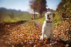 sitting Labrador Retriever