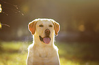 Labrador Retriever Portrait