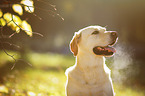 Labrador Retriever Portrait