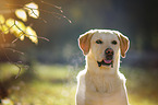 Labrador Retriever Portrait