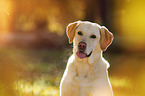 Labrador Retriever Portrait