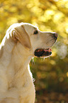 Labrador Retriever Portrait