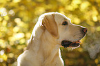 Labrador Retriever Portrait