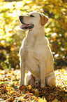 sitting Labrador Retriever