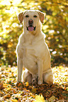 sitting Labrador Retriever