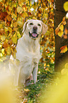 sitting Labrador Retriever