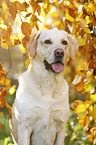 Labrador Retriever Portrait