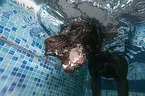diving  Labrador Retriever