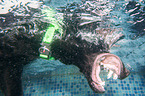 diving Labrador Retriever